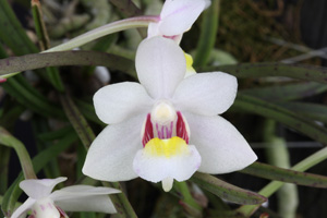 Holc. flavescens Diamond Orchids AM 80 pts